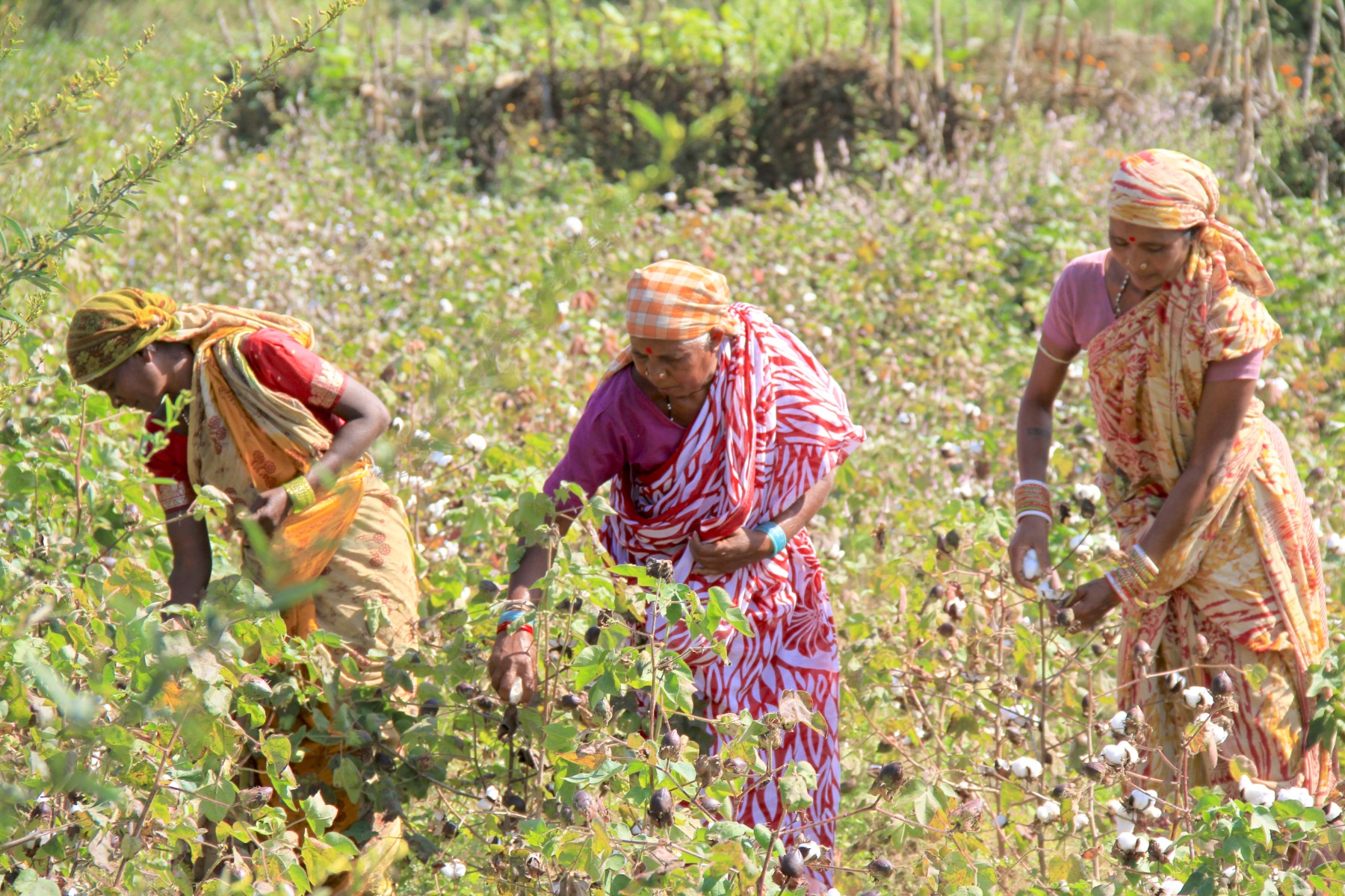 Cotton-production-farm-field-3-women-India